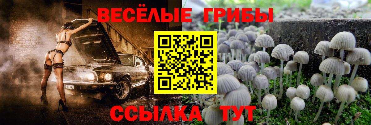 Галлюциногенные грибы прущие грибы Канск